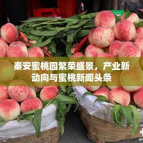 秦安蜜桃园繁荣盛景，产业新动向与蜜桃新闻头条