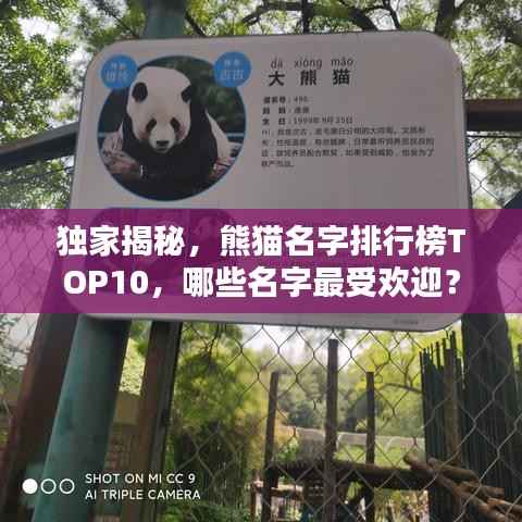 独家揭秘，熊猫名字排行榜TOP10，哪些名字最受欢迎？